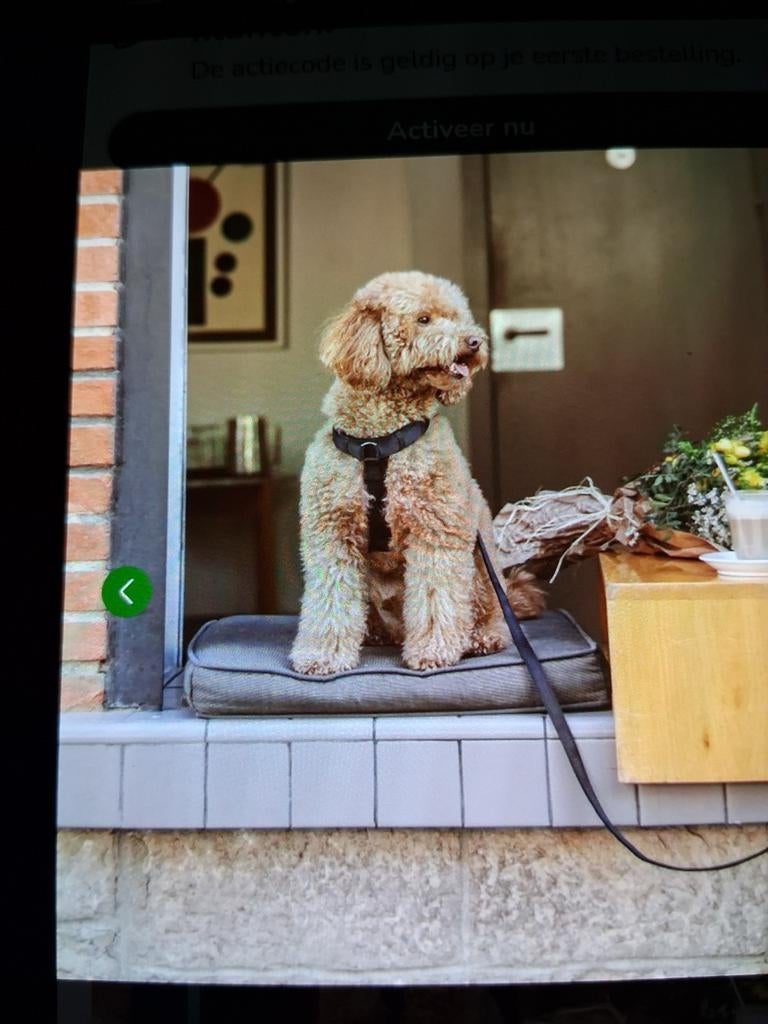 Honden tuigje., Ophalen of Verzenden