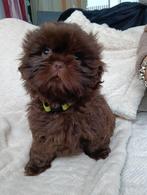 Laatste Shih tzu teefje, Dieren en Toebehoren, Honden | Chihuahua's en Gezelschapshonden, Overige rassen, 8 tot 15 weken, Teef