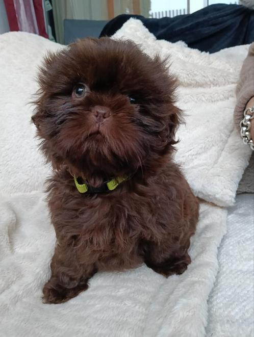 Laatste Shih tzu teefje, Dieren en Toebehoren, Honden | Chihuahua's en Gezelschapshonden, Teef, Overige rassen, Particulier, Eén hond