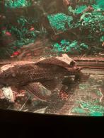 zuigmeerval, Dieren en Toebehoren, Vissen | Aquariumvissen, Vis