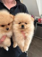 Mini Pomeranian️️, België, Particulier, Rabiës (hondsdolheid), 8 tot 15 weken