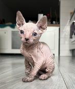 Peterbald x sphynx x oosterse korthaar kittens, Dieren en Toebehoren, Meerdere dieren, Gechipt, 0 tot 2 jaar
