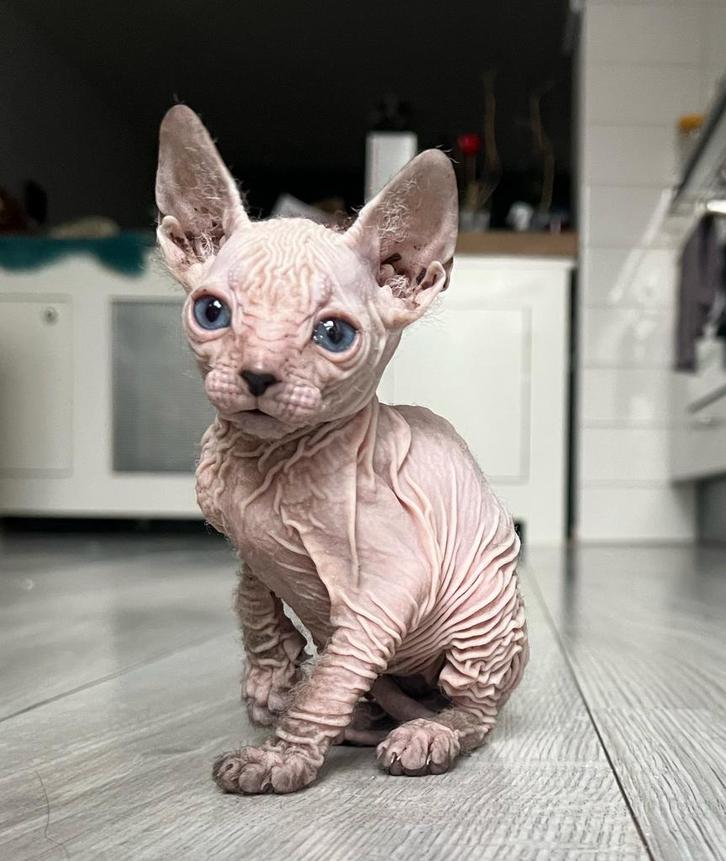 Peterbald x sphynx x oosterse korthaar kittens, Dieren en Toebehoren, Katten en Kittens | Raskatten | Korthaar, Meerdere dieren
