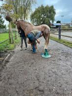 Natuurlijke Bekapper