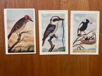 VOGELS - 3 ansichtkaarten met (Australische) vogels, Ophalen of Verzenden, Ongelopen