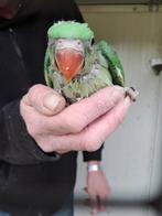 Baby's alexander parkieten, Dieren en Toebehoren, Vogels | Parkieten en Papegaaien, Geslacht onbekend, Parkiet, Geringd