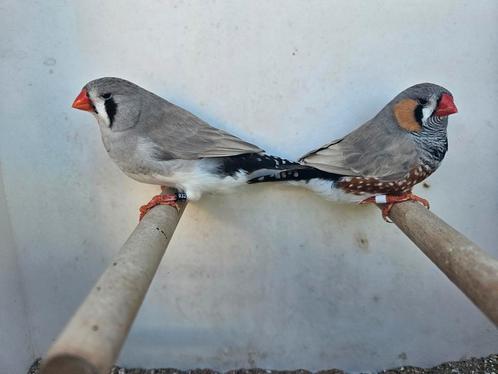 Bleekrug grijze zebravinken koppels en losse poppen, Dieren en Toebehoren, Vogels | Overige Vogels, Meerdere dieren, Geringd