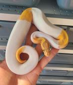 0.1 Enchi Banana Pied                     ball python regius, Dieren en Toebehoren, Reptielen en Amfibieën, Slang, 0 tot 2 jaar