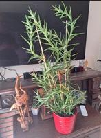 bijzondere soort aloe vera, Ophalen, Vetplant, Minder dan 100 cm