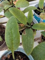 Smeerwortel blauwe.......3 voor, Ophalen, Overige soorten, Volle zon