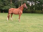 Te koop 13 jarige merrie., Merrie, Gechipt, 160 tot 165 cm, 11 jaar of ouder