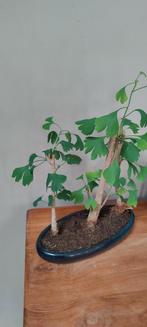 Bonsai Ginkgo biloba, Huis en Inrichting, Ophalen, Halfschaduw, In pot, Minder dan 100 cm