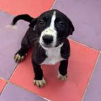 ACE: Millo is echt een schatje van een patatje!, Dieren en Toebehoren, Particulier, Rabiës (hondsdolheid), Reu, 8 tot 15 weken