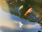 Mooie grote koi karpers, Dieren en Toebehoren, Vissen | Vijvervissen, Karper of Koi