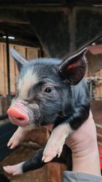 Te koop: Berkshire biggen, Meerdere dieren, Schaap