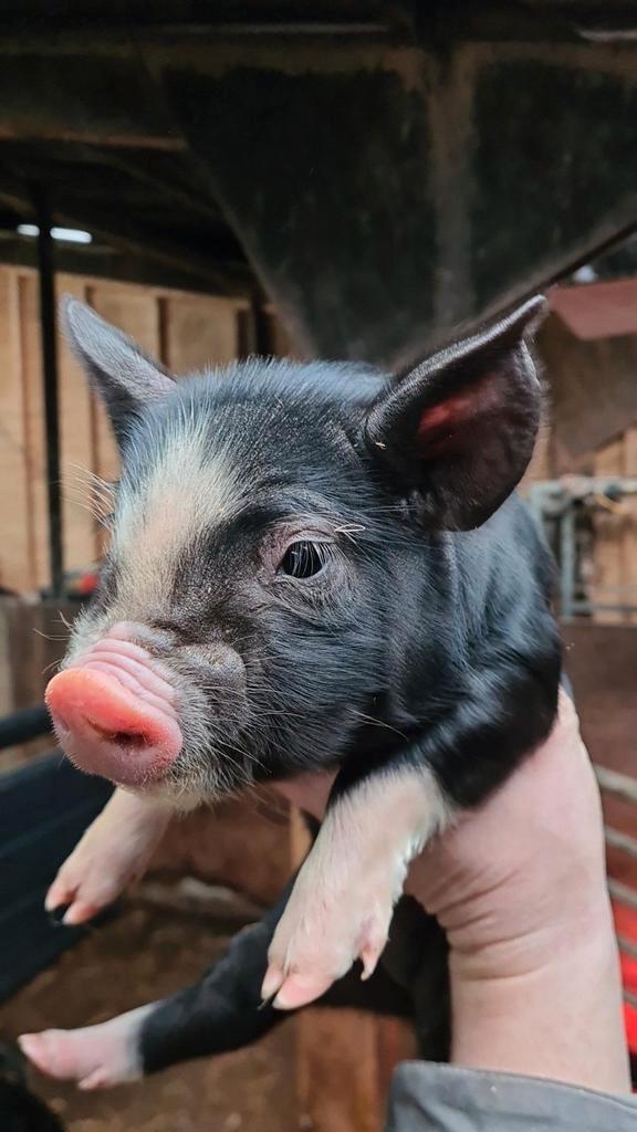 Te koop: Berkshire biggen, Dieren en Toebehoren, Schapen, Geiten en Varkens, Schaap, Meerdere dieren