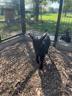 Mooi zwart bokje, Dieren en Toebehoren, Schapen, Geiten en Varkens, Mannelijk, Geit, 0 tot 2 jaar