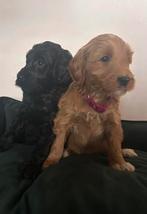 Medium Australian Labradoodle pups met afstammingsbewijs!, Dieren en Toebehoren, Honden | Retrievers, Spaniëls en Waterhonden