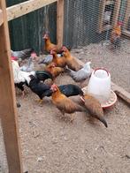 Leghorn krielen, Dieren en Toebehoren, Pluimvee, Vrouwelijk, Kip