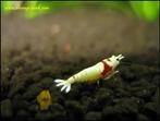 Crystal red SSS klasse PRL garnalen helder wit! Caridina, Dieren en Toebehoren, Kreeft, Krab of Garnaal