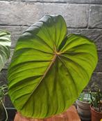 Philodendron Pastazanum, Huis en Inrichting, Kamerplanten, Ophalen of Verzenden, Overige soorten, Minder dan 100 cm