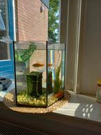 Zeshoekige vissenkom inclusief deksel, Dieren en Toebehoren, Ophalen, Gebruikt, Grind, Zand of Voedingsbodem