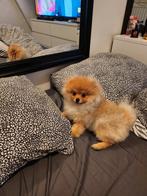 Ik verkoop mijn mini pomeriaan, Keeshond, Reu, CDV (hondenziekte), 8 tot 15 weken