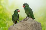 1-1 Pionus sordidus corallinus Koraalroodsnavel, Dieren en Toebehoren, Vogels | Parkieten en Papegaaien, Mannelijk, Parkiet, Geringd