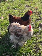 Cochin kriel kuiken 3 maanden lief haantje Coco, Dieren en Toebehoren, Pluimvee, Mannelijk, Kip