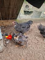 Barnevelder haantjes!, Dieren en Toebehoren, Mannelijk, Kip