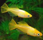 Medaka Himedaka Yellow - Japanse Rijstvis eitjes te koop, Dieren en Toebehoren, Vissen | Aquariumvissen, Vis