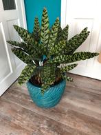 Grote Calathea plant, Huis en Inrichting, Kamerplanten, Ophalen, 100 tot 150 cm, Overige soorten, Halfschaduw