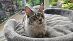 Maine Coon poesje, Black silver tabby blotched, Dieren en Toebehoren, Katten en Kittens | Raskatten | Langhaar, Poes, Gechipt
