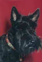 fotokaart mooi portret hond SCOTTISH TERRIER scotty, Verzenden, 1940 tot 1960, Ongelopen, Overige thema's