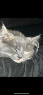 Voorlopig gereserveerd!!Lieve poes, Dieren en Toebehoren, Katten en Kittens | Raskatten | Korthaar, Poes