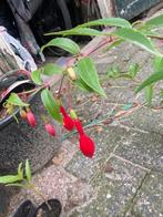 fuchsia bellenplant, Ophalen, Zomer, Eenjarig, Volle zon