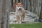 Prachtige Shiba inu pups, Dieren en Toebehoren, Honden | Poolhonden, Keeshonden en Oertypen, België, Overige rassen, CDV (hondenziekte)