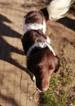 Friese stabij dekreu, Dieren en Toebehoren, Honden | Dekreuen, Particulier, Meerdere, 1 tot 2 jaar, Reu