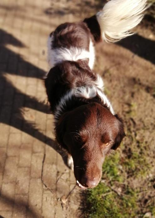 Friese stabij dekreu, Dieren en Toebehoren, Honden | Dekreuen, Reu, Particulier, Meerdere, Nederland, 1 tot 2 jaar