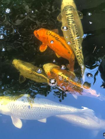 Prachtige Koi Karpers te koop! beschikbaar voor biedingen