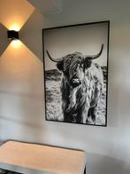 Schotse hooglander op canvas, Ophalen
