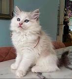 Schattige Ragdoll kittens te Koop, Dieren en Toebehoren, Meerdere dieren, Ontwormd, 0 tot 2 jaar