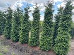 Grote Coniferen. Thuja gelderland tot 350 cm hoog, Tuin en Terras, Ophalen of Verzenden, Conifeer, 100 tot 250 cm
