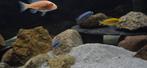 Pseudotropheus socolofi 3-5 stuks te koop., Vis