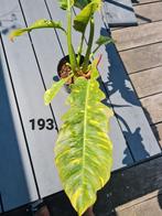 Philodendron ring of fire, kamerplant, Huis en Inrichting, Kamerplanten, Ophalen of Verzenden, Overige soorten, Minder dan 100 cm