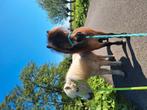 NSPS merries zoeken 5 ️ - huisje!, Merrie, A pony (tot 1.17m)