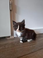 Maine Coon Kitten., Dieren en Toebehoren, Katten en Kittens | Raskatten | Langhaar, Meerdere dieren, Ontwormd, 0 tot 2 jaar