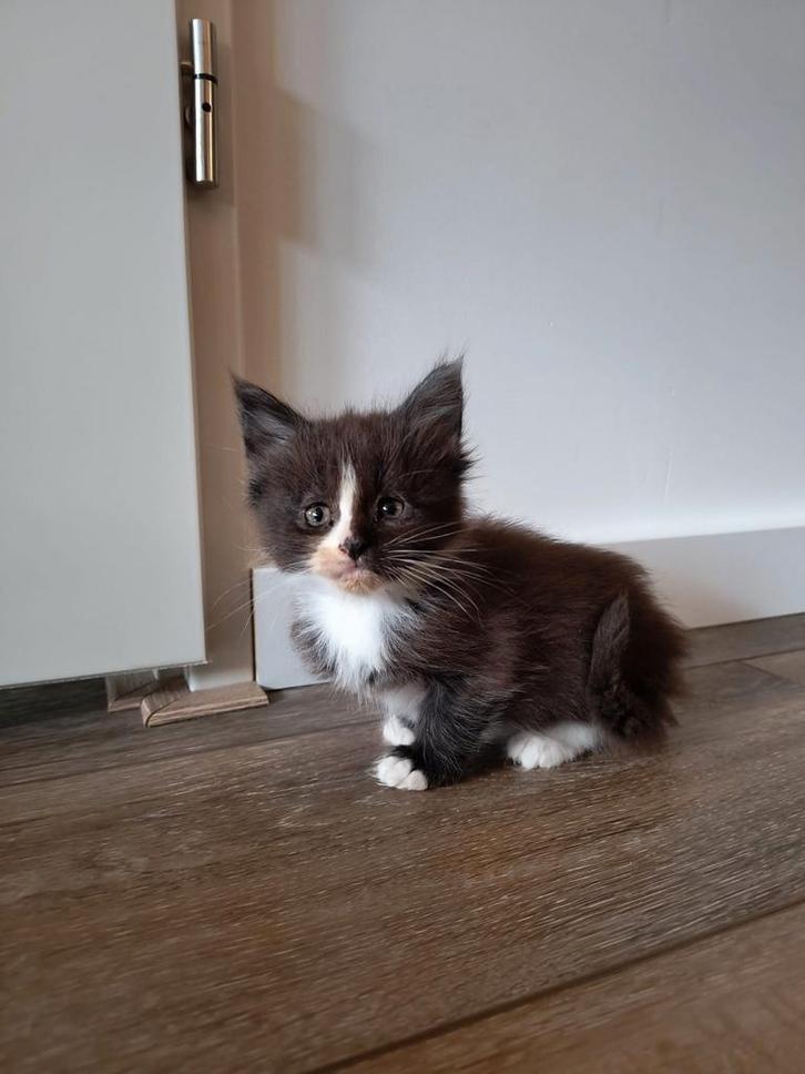 Maine Coon Kitten., Dieren en Toebehoren, Katten en Kittens | Raskatten | Langhaar, Meerdere dieren, 0 tot 2 jaar, Ontwormd, Ingeënt