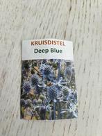 Zaden kruisdistel, deep blue, Verzenden, Voorjaar, Volle zon, Zaad