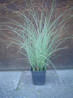 Miscanthus sinensis 'Morning Light' (Prachtriet, Bontbladig, Vaste plant, Siergrassen, Ophalen, Bloeit niet